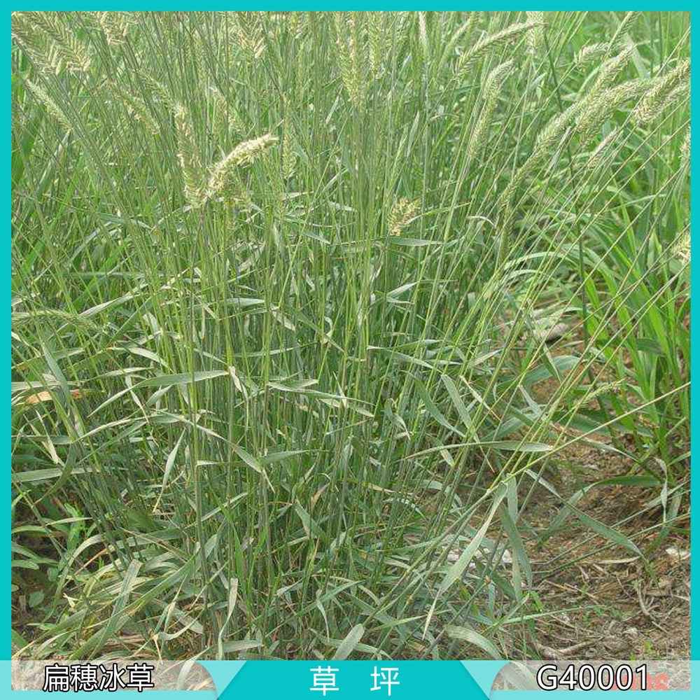 agropyron cristatum l 扁穗冰草